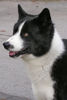 Karelischer B�renhund, ein Foto von Corinna Bernsdorff