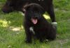 Karelischer B�renhund, kennel Karelan Bear Dog