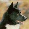 Karelischer Bärenhund, Karjakankarhukoira, Björnhund Karelischer Bärenhund, Karjakankarhukoira, Björnhund