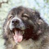 Kaukasischer Sch�ferhund, Kaukasischer Owtscharka, Kavkazaskaia Ovtcharka
