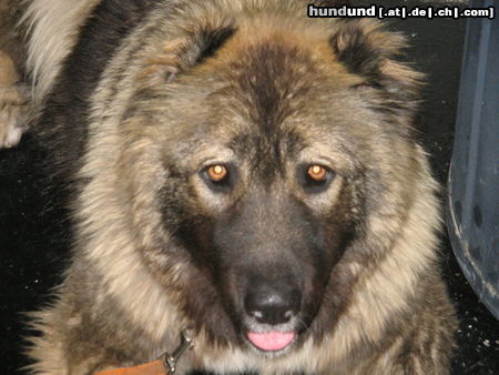 Kaukasischer Sch�ferhund