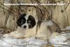 Kaukasischer Sch�ferhund, I-Wurf 