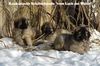 Kaukasischer Sch�ferhund, I-Wurf 