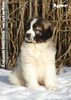 Kaukasischer Sch�ferhund, I-Wurf 