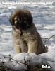 Kaukasischer Sch�ferhund, I-Wurf 