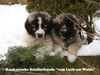 Kaukasischer Sch�ferhund, I-Wurf 