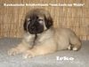 Kaukasischer Sch�ferhund, I-Wurf 