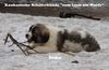 Kaukasischer Sch�ferhund, I-Wurf 