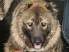Kaukasischer Sch�ferhund