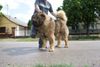Kaukasischer Sch�ferhund, Majosh�za R�me Darius in Ungarn