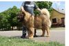 Kaukasischer Sch�ferhund, Majosh�za R�me Darius in Ungarn