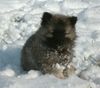 Keeshond, Wolfspitzh�ndin Ayla (Akinom's Power Ayla)
