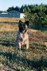Keeshond