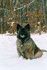 Keeshond, Aus dem Keeshondsche ist eine stattliche Hundedame geworden.