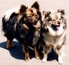 Keeshond, Mittel-Keeshound ,Elli ;Fallion von Ayers Rock