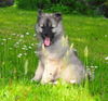 Keeshond, Wolfsspitz Welpe mit 12 Wochen