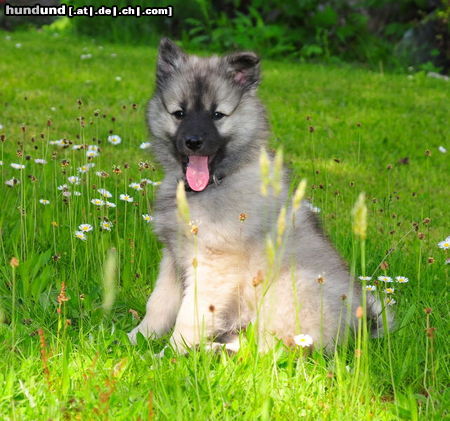 Keeshond Wolfsspitz Welpe mit 12 Wochen