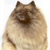 Wolfsspitz