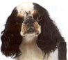 King Charles Spaniel, English Toy Spaniel King Charles Spaniel, English Toy Spaniel