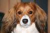 Kooikerhond, May v.d. Ukkesteyn
