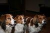 Kooikerhond, meine drei Ladys-Wieske, May(verst.) und Noel