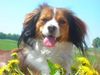 Kooikerhond, Lilly v.d.ukkesteyn