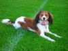 Kooikerhond, Lilly v.d Ukkesteyn
