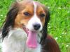 Kooikerhond, Lilly v.d Ukkesteyn