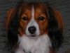 Kooikerhond, Lilly v.d Ukkesteyn