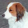 Nederlandse Kooikerhondje