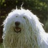 Komondor Komondor