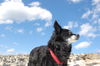Kroatischer Sch�ferhund, Hrvatski Ovcar Kessi am Strand