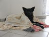 Kroatischer Sch�ferhund
