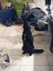 Kroatischer Sch�ferhund, bettelnder hund