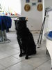 Kroatischer Sch�ferhund