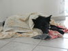 Kroatischer Sch�ferhund, bettelnder hund
