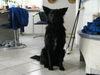 Kroatischer Sch�ferhund, Gizmo