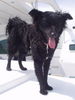 Kroatischer Sch�ferhund, Blacky als Yachtwachhund (mit Auszeichnung)