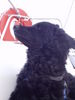 Kroatischer Sch�ferhund, Blacky als WINDsuchHUND