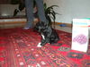 Kroatischer Sch�ferhund, tedi,alter-1 monat