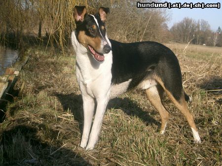 Kurzhaariger Collie Sheriff Sammy vom Ihlpol
