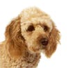 Labradoodle Labradoodle