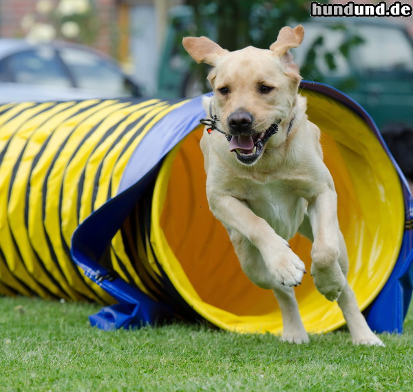 Labrador beim Training, Foto: Katrin B. Agility Hunde