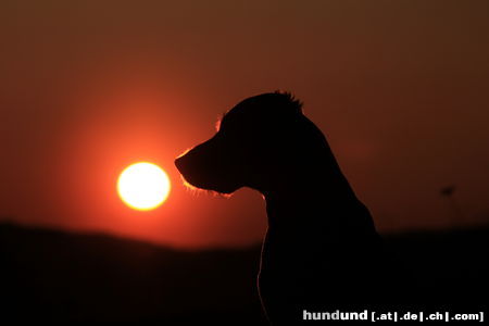 Labrador Retriever M�x beim Chillen