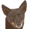 Lancashire-Heeler