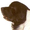 Landseer