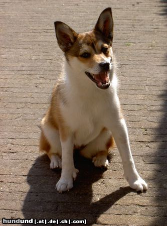 Lundehund Nyssa from The Netherlands