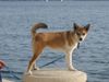 Lundehund, Astrid Lonewolf