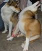 Lundehund, Anatomie