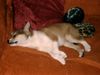 Lundehund, Astrid Lonewolf 